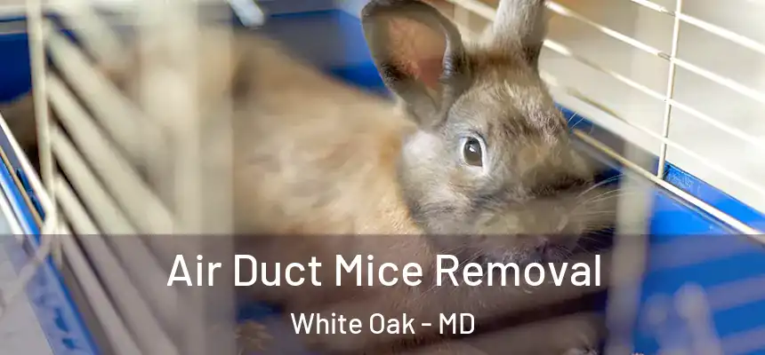  Air Duct Mice Removal White Oak - MD